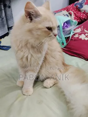 6-12 Months Male Purebred Persian