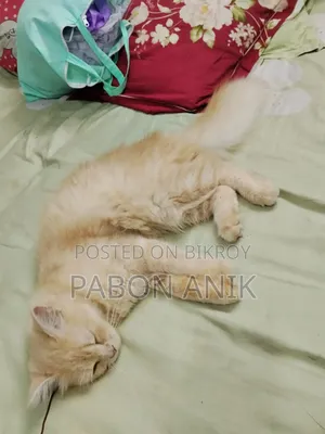 6-12 Months Male Purebred Persian