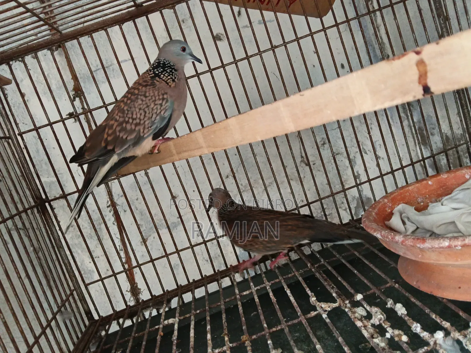 1 Pair of Tila Dove Birds for Sale