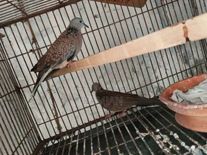 1 Pair of Tila Dove Birds for Sale