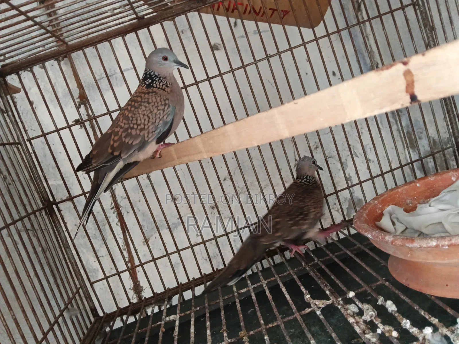 1 Pair of Tila Dove Birds for Sale
