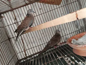 1 Pair of Tila Dove Birds for Sale