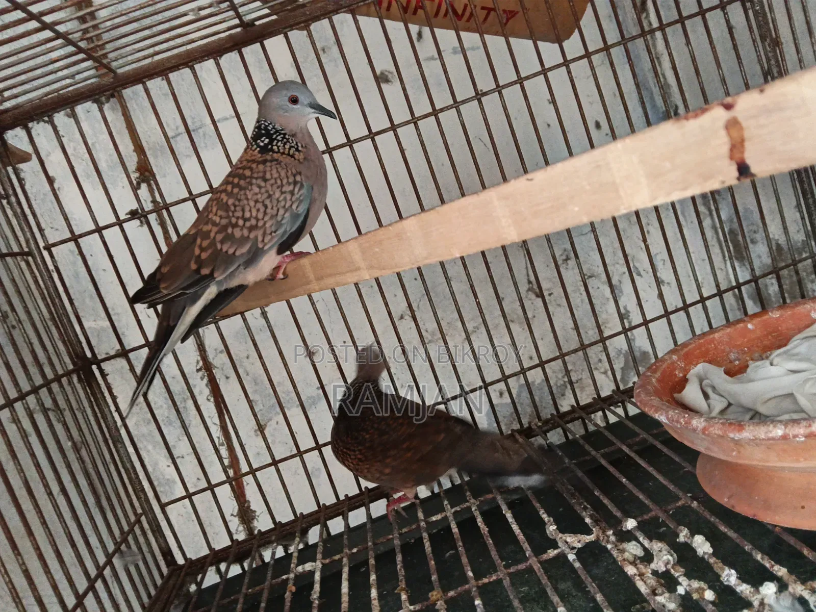 1 Pair of Tila Dove Birds for Sale