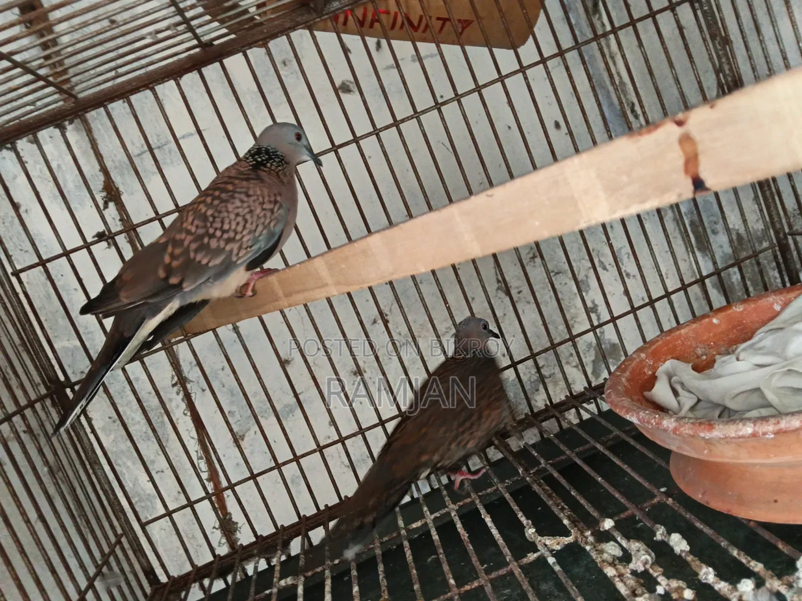 1 Pair of Tila Dove Birds for Sale