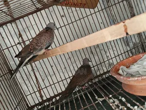 1 Pair of Tila Dove Birds for Sale
