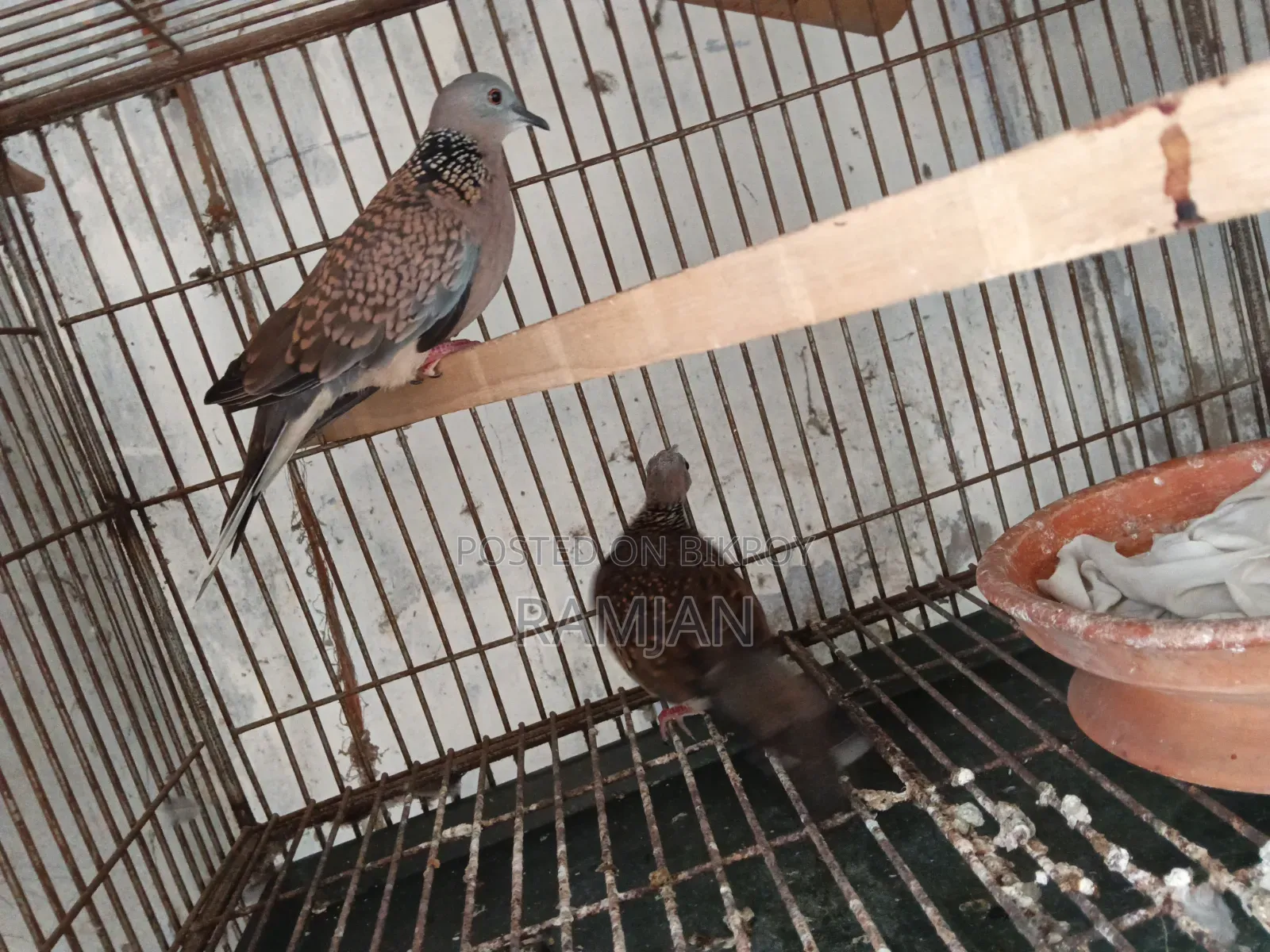 1 Pair of Tila Dove Birds for Sale