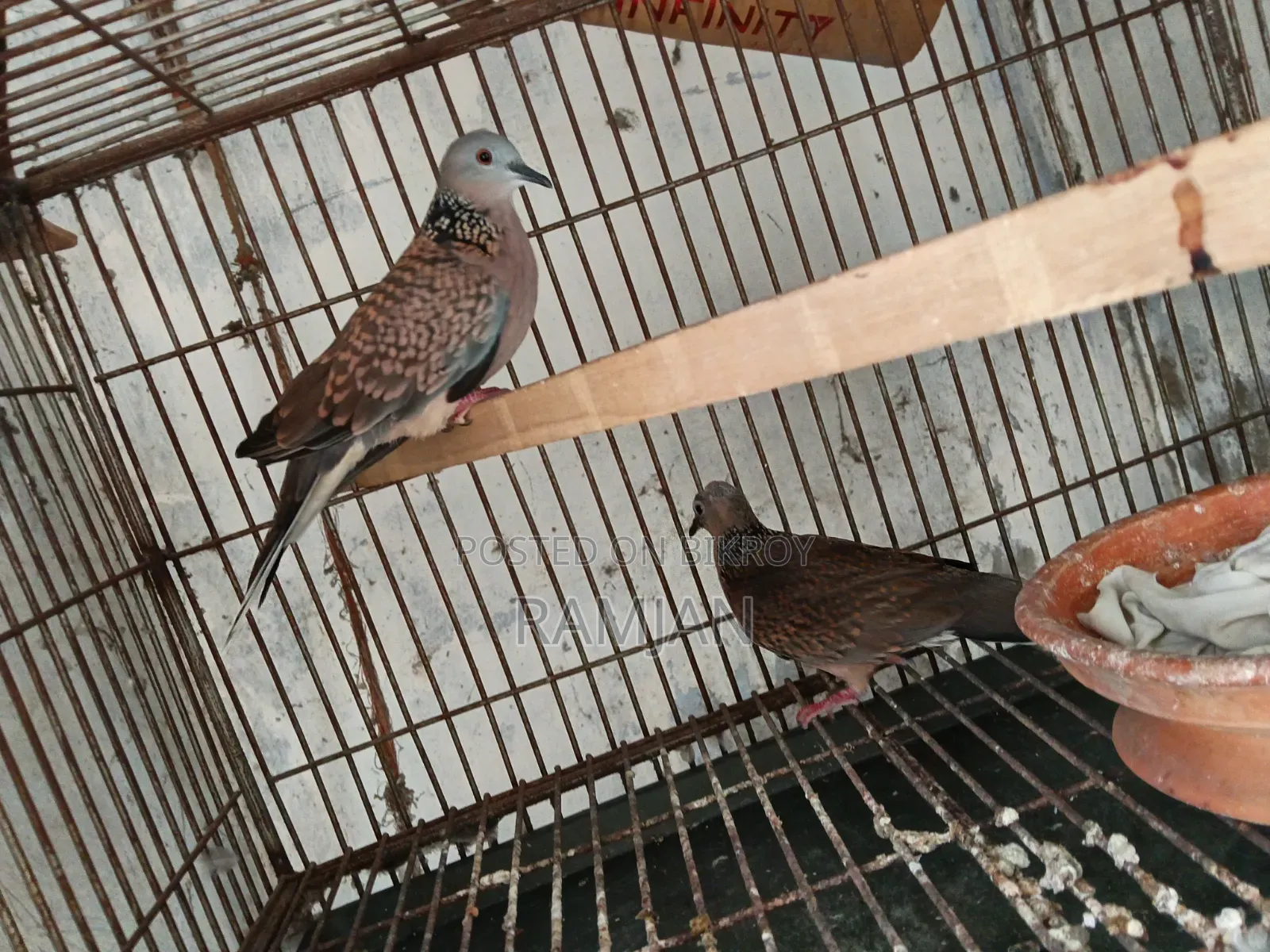 1 Pair of Tila Dove Birds for Sale