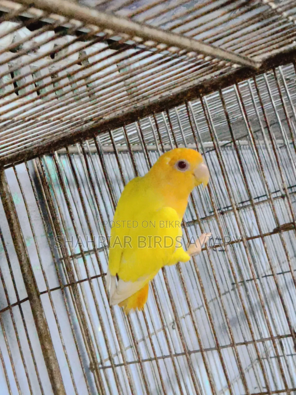 Lovebird Adult Male