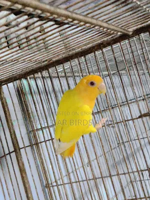 লাভবার্ড প্রাপ্তবয়স্ক পুরুষ