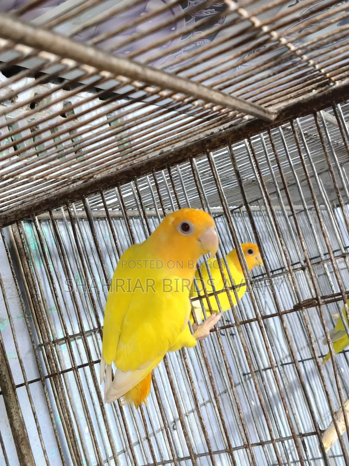 Lovebird Adult Male