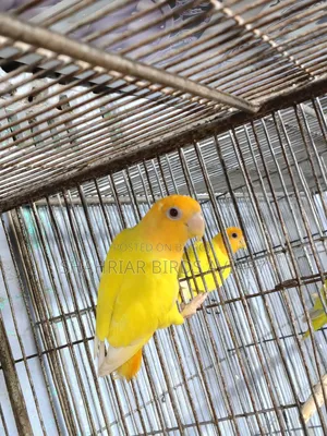 Lovebird Adult Male