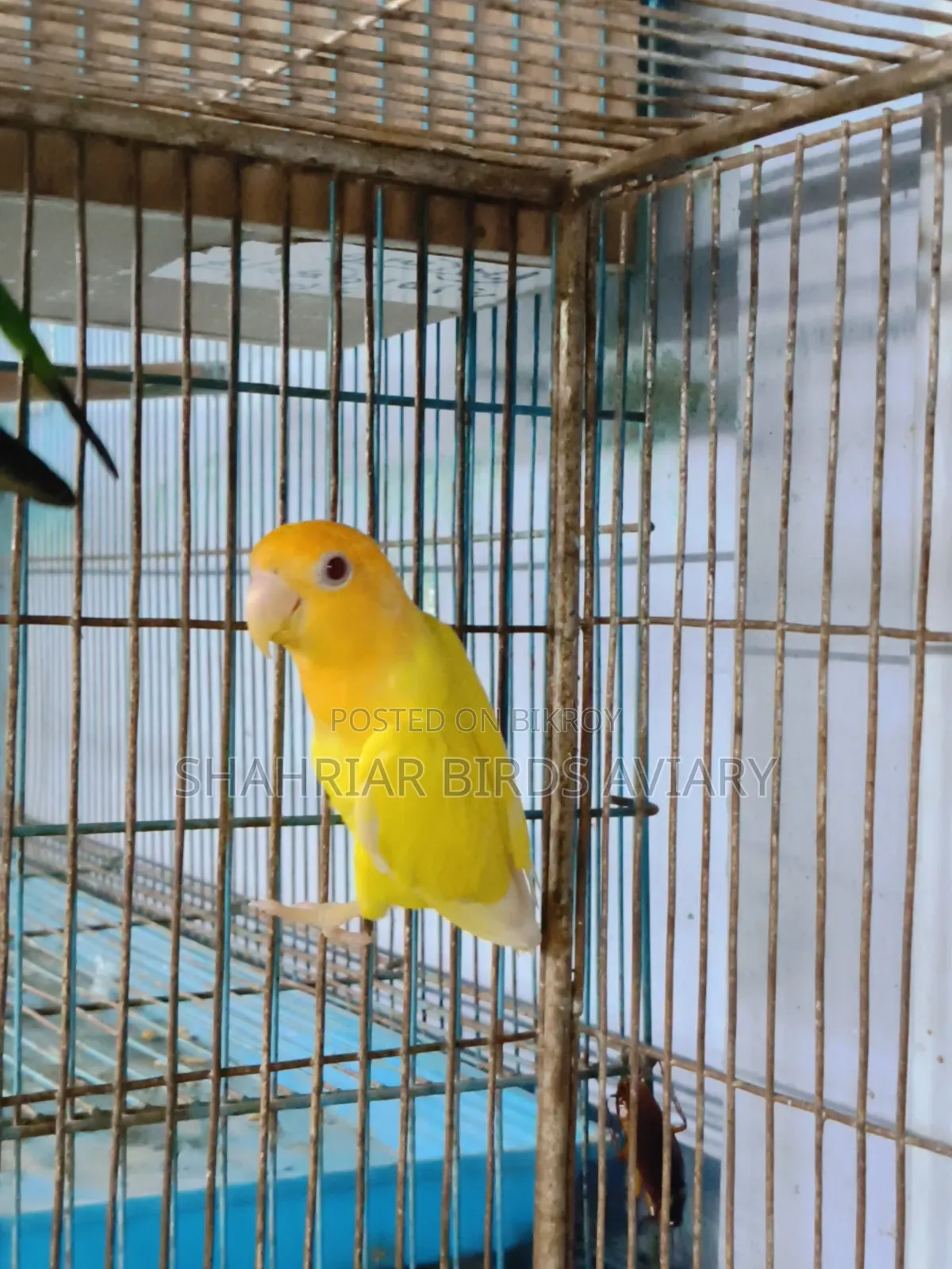 Lovebird Adult Male