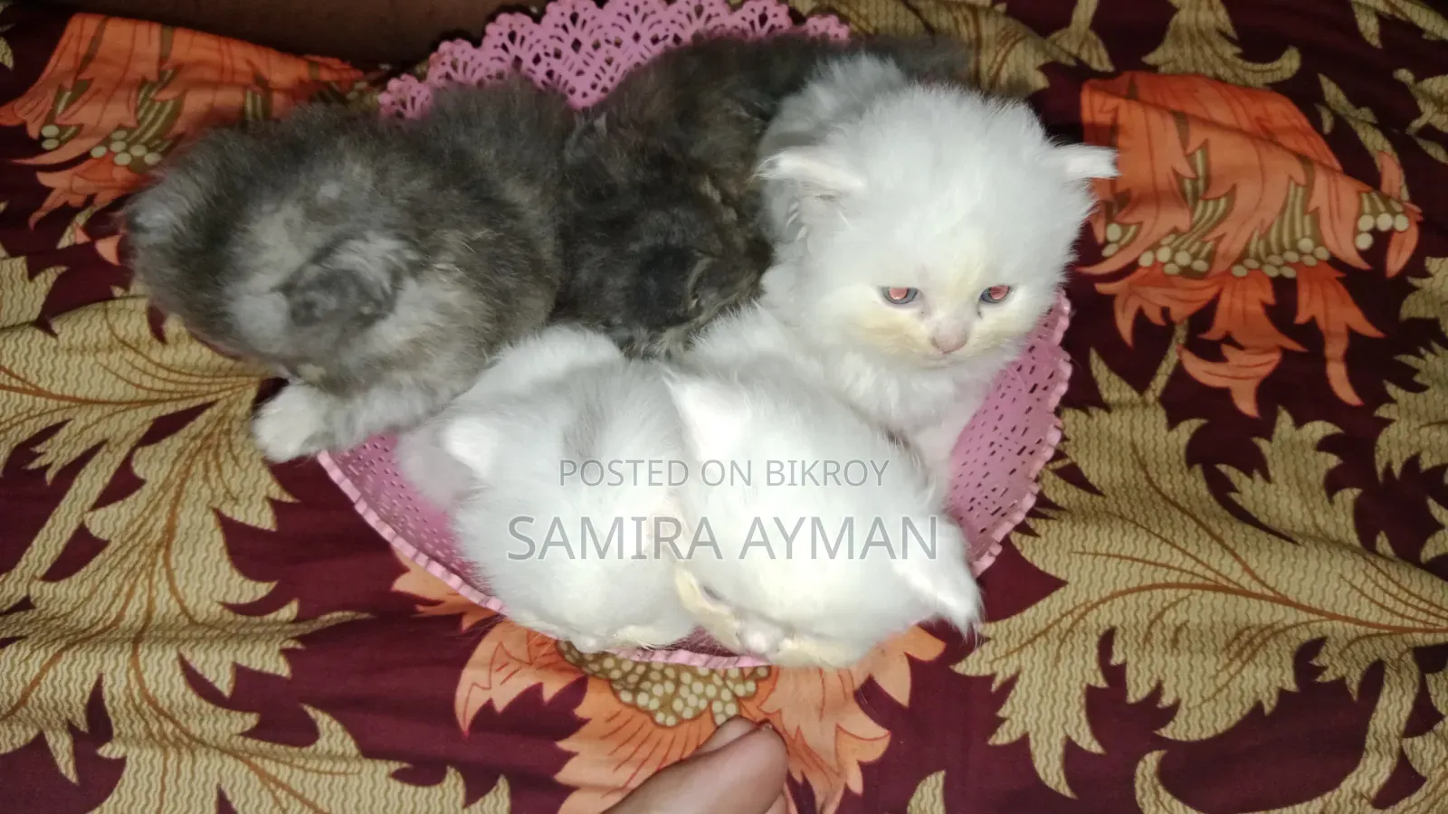 0-1 Month Female Purebred Persian