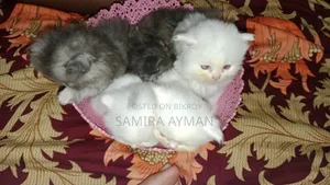 0-1 Month Female Purebred Persian