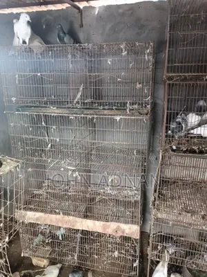কাঁচা সেল হবে