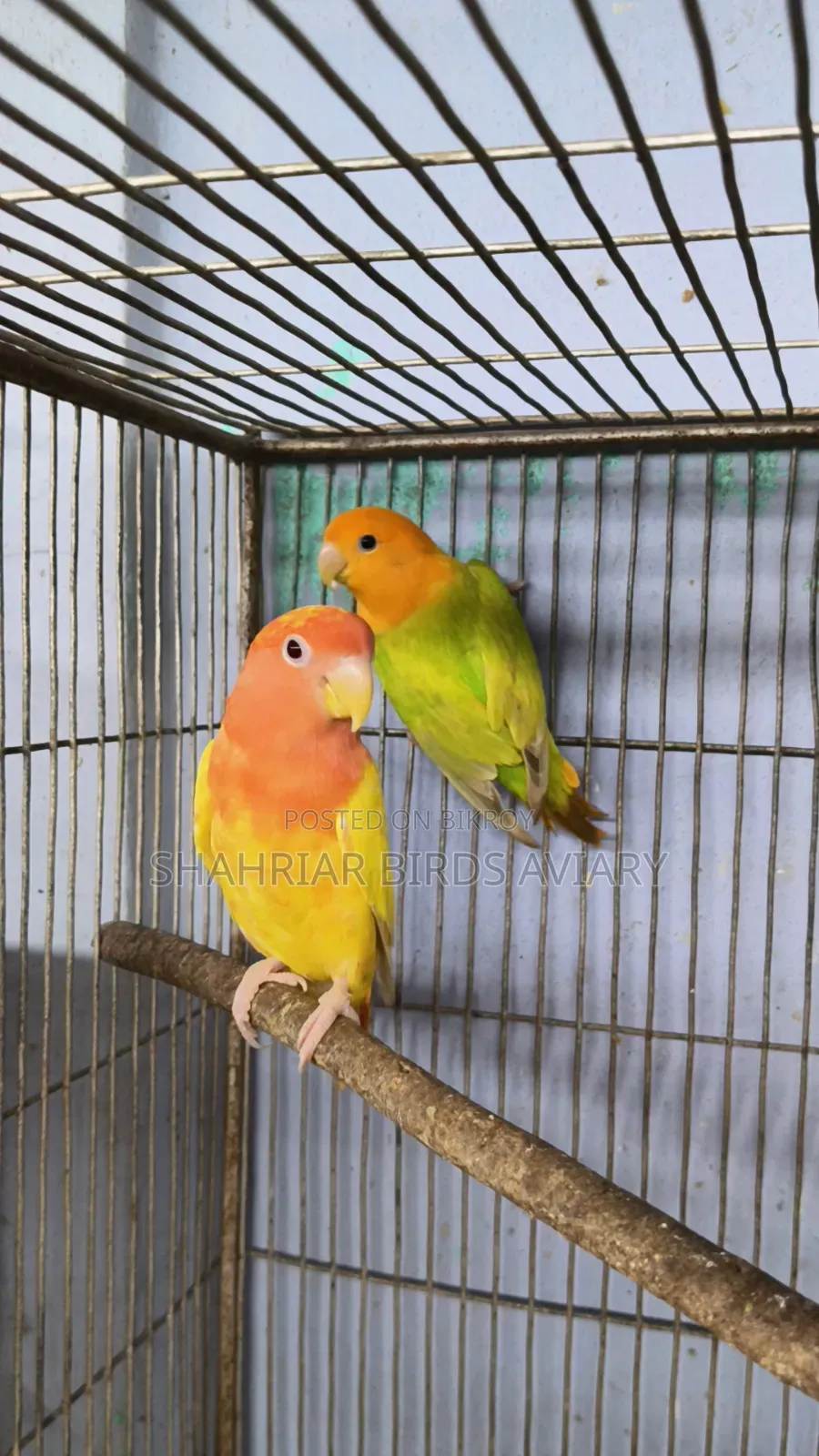 লাভবার্ড পাখি