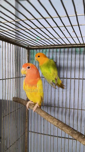 লাভবার্ড পাখি