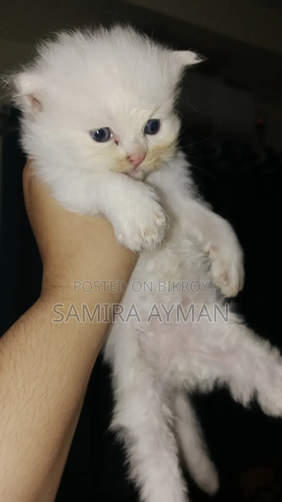 0-1 Month Female Purebred Persian