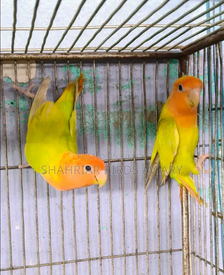 লাভবার্ডস পেয়ার
