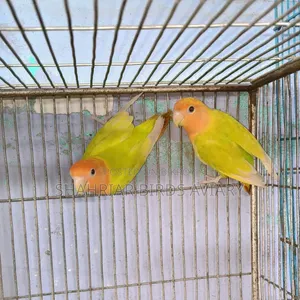 লাভবার্ডস পেয়ার
