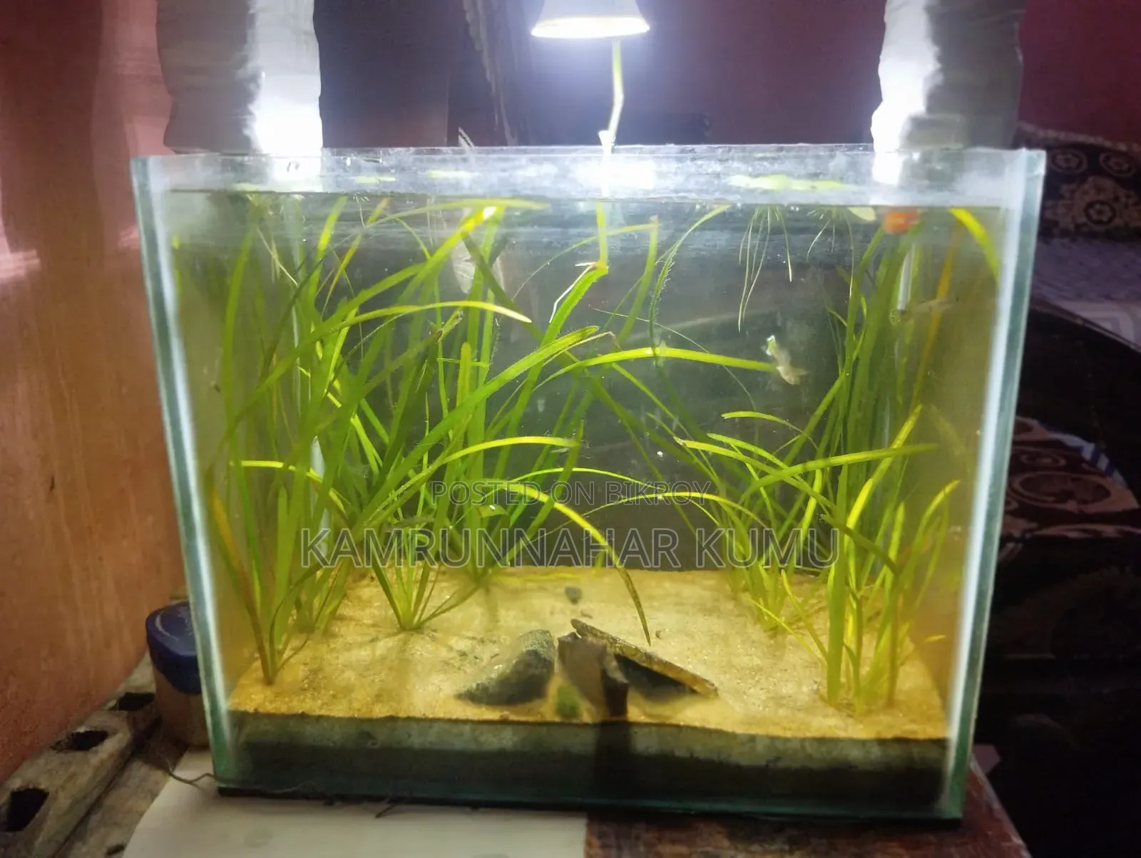 Planted Aquarium