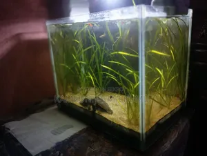 Planted Aquarium
