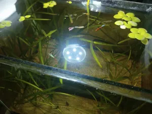 Planted Aquarium