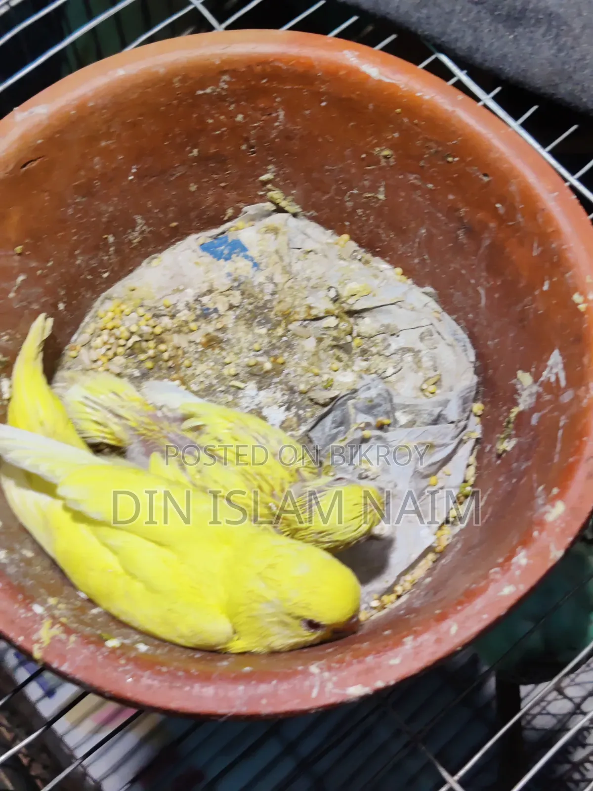লোটিনো রেড আই বজ্রিগার বেবি