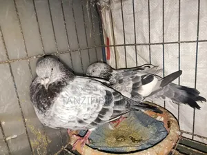 Old breed Silver Bagha pigeon
