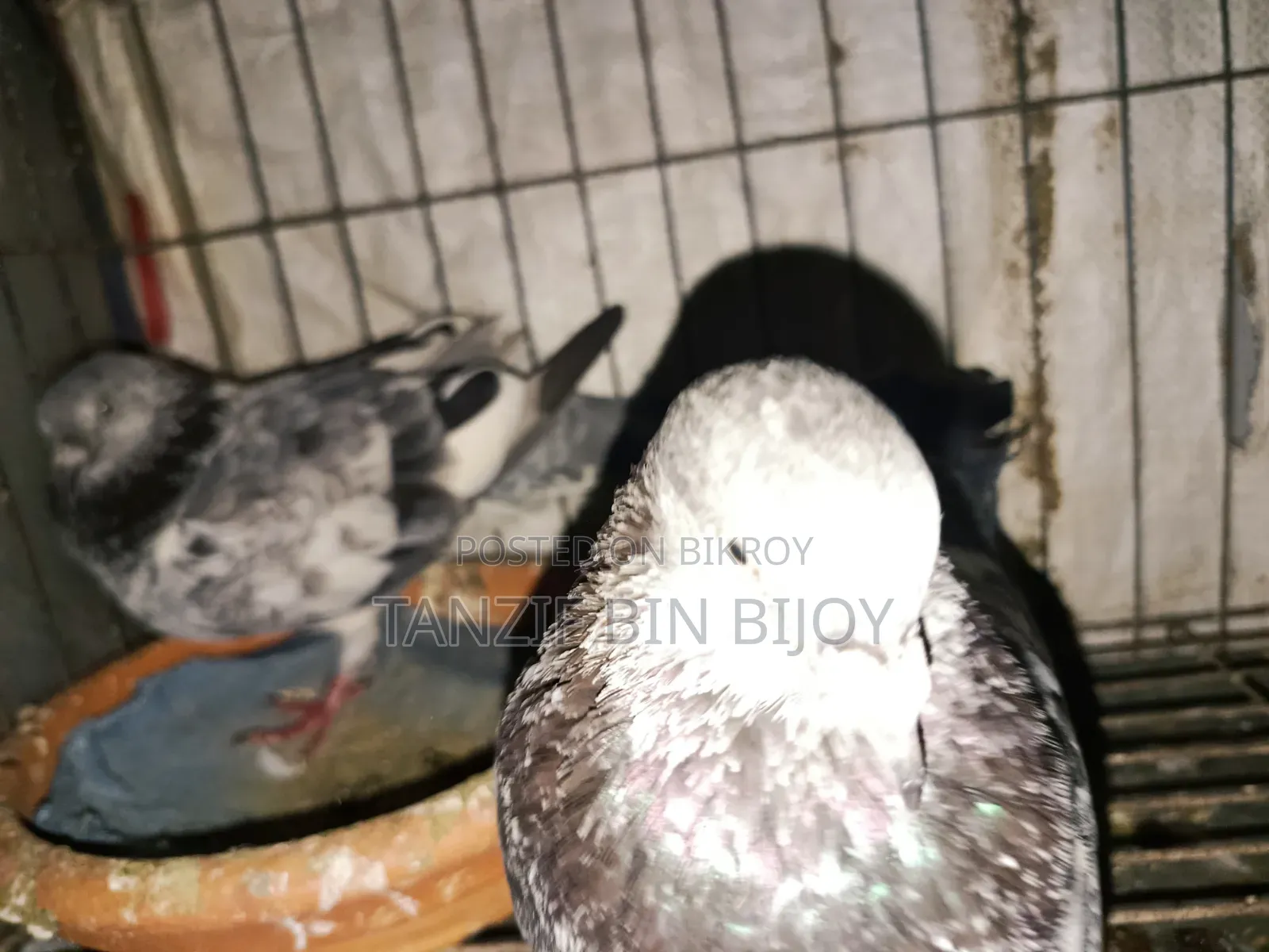 Old breed Silver Bagha pigeon