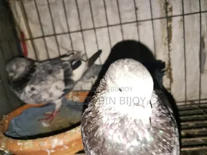 Old breed Silver Bagha pigeon