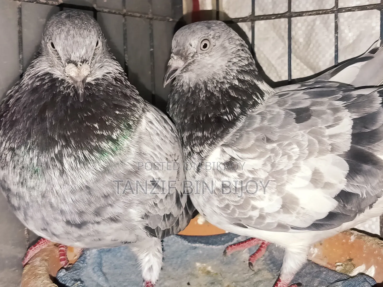 Old breed Silver Bagha pigeon