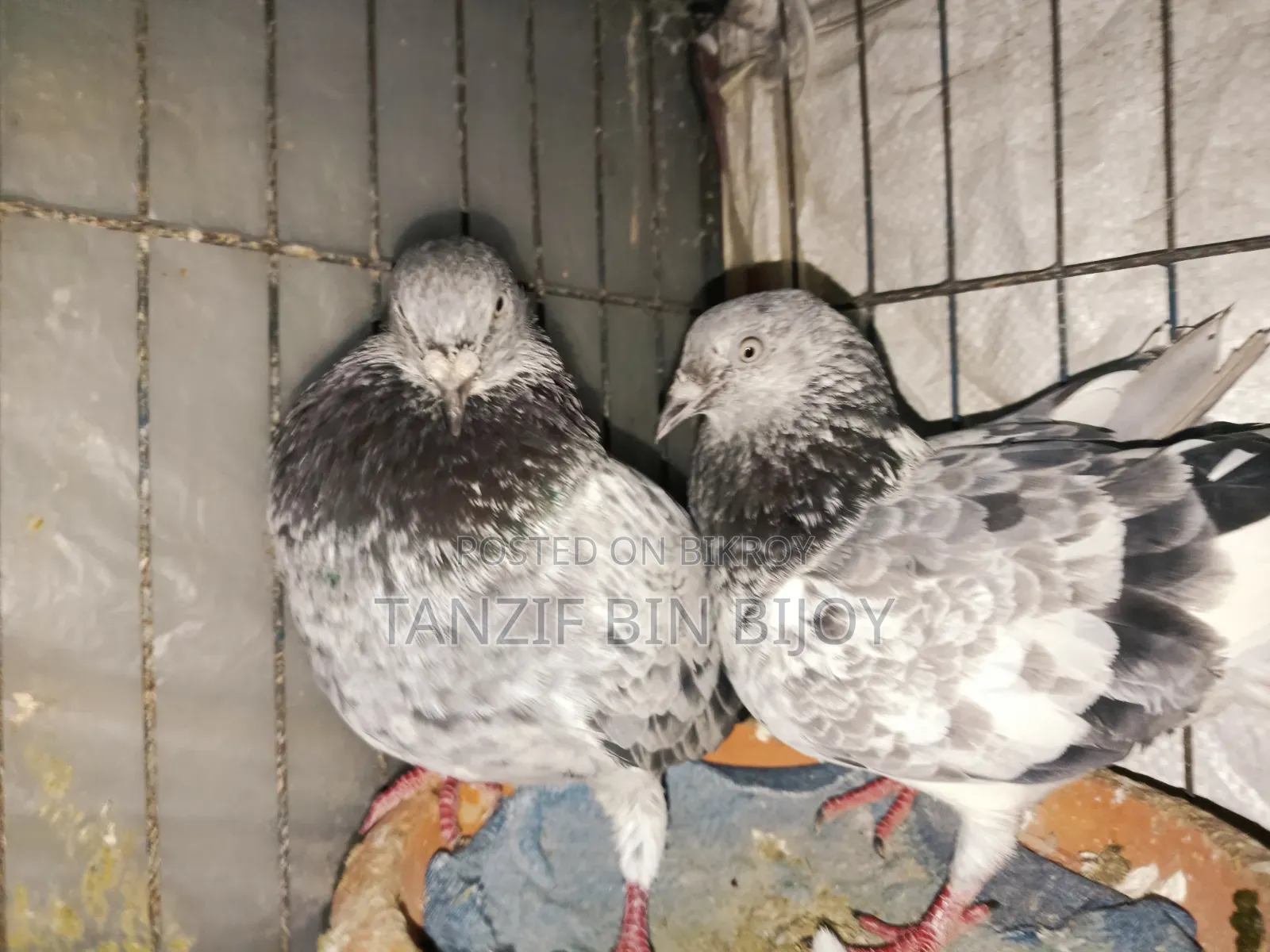 Old breed Silver Bagha pigeon