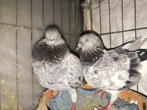 Old breed Silver Bagha pigeon