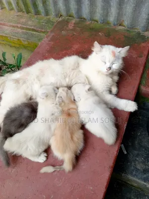 1-3 months Female Purebred Persian