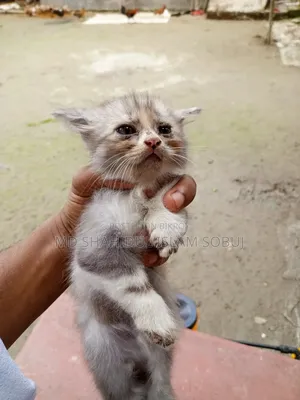 1-3 months Female Purebred Persian
