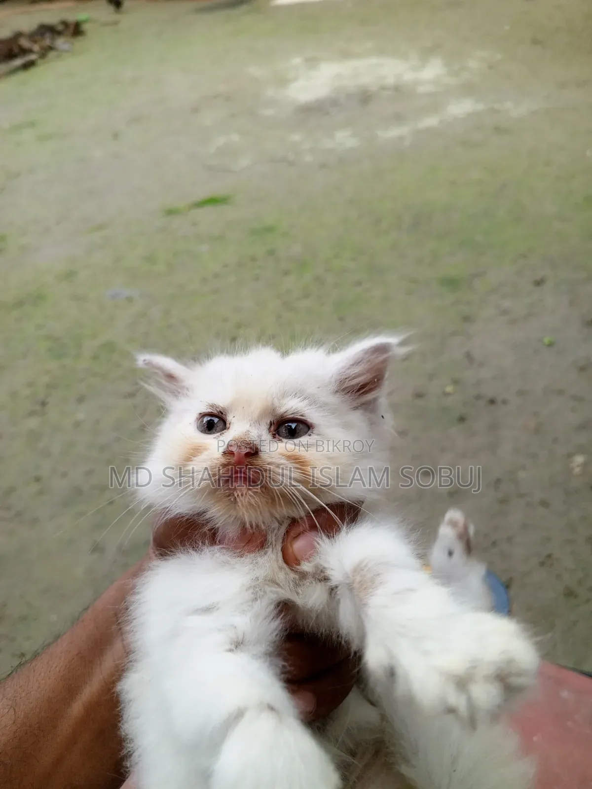 1-3 months Female Purebred Persian