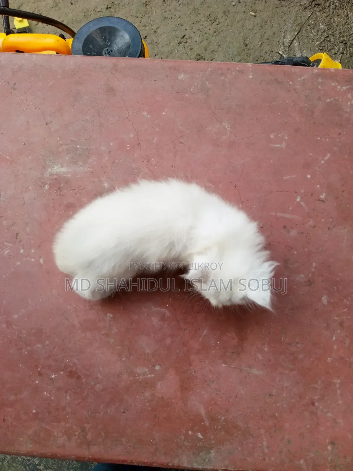 1-3 months Female Purebred Persian