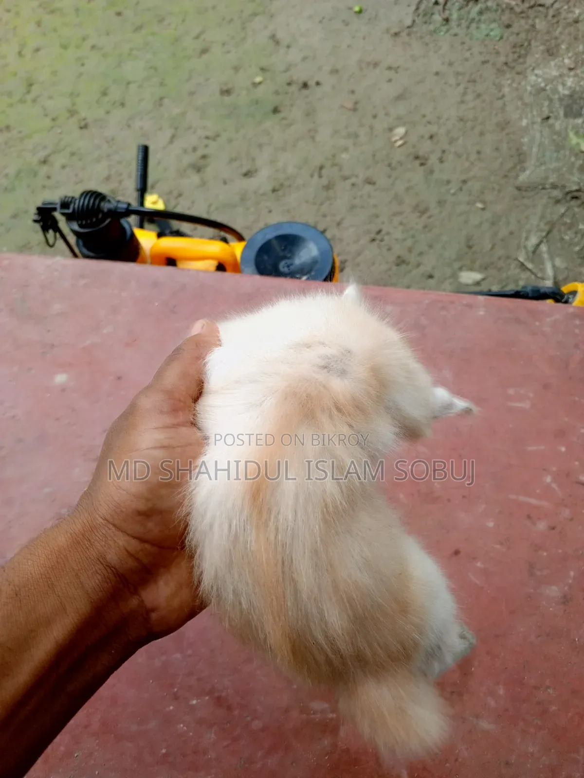 1-3 months Female Purebred Persian