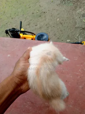1-3 months Female Purebred Persian