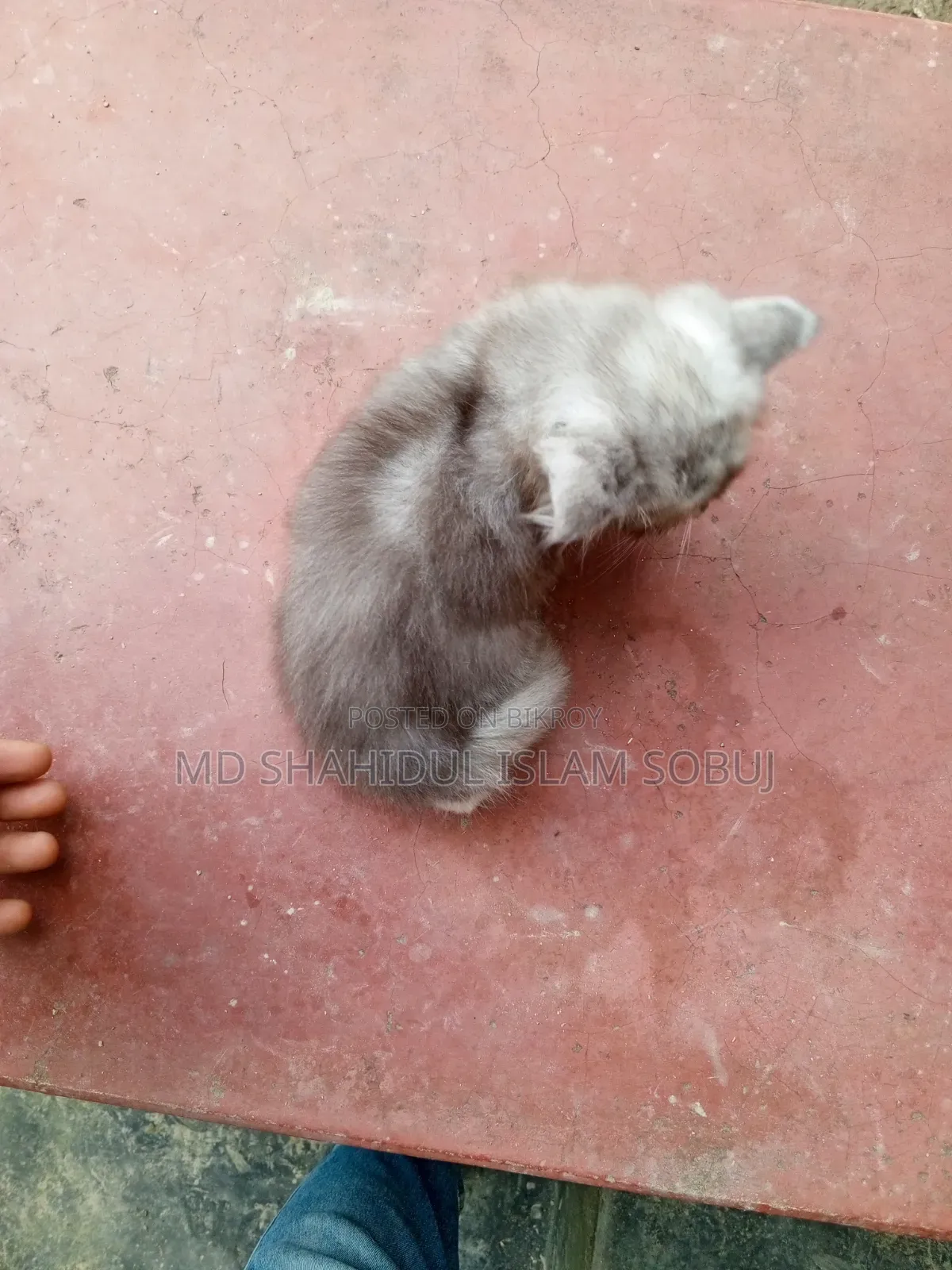 1-3 months Female Purebred Persian