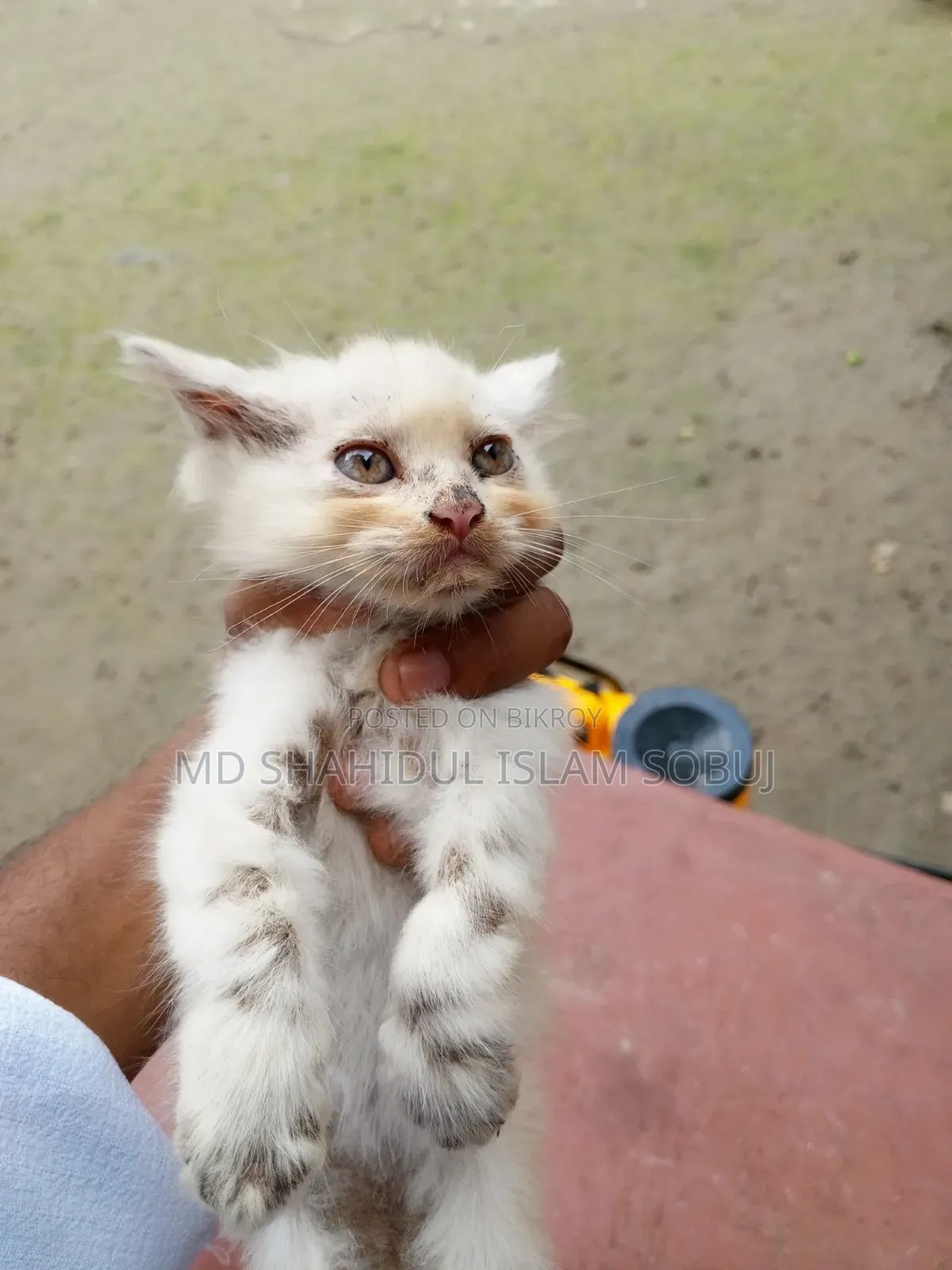 1-3 months Female Purebred Persian