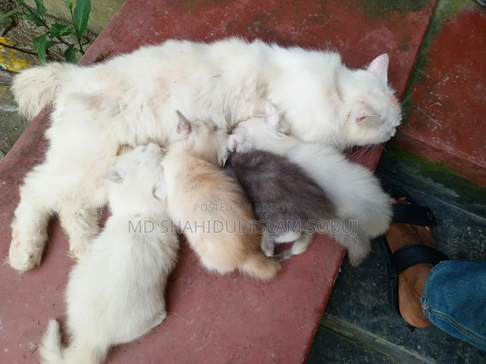 1-3 months Female Purebred Persian