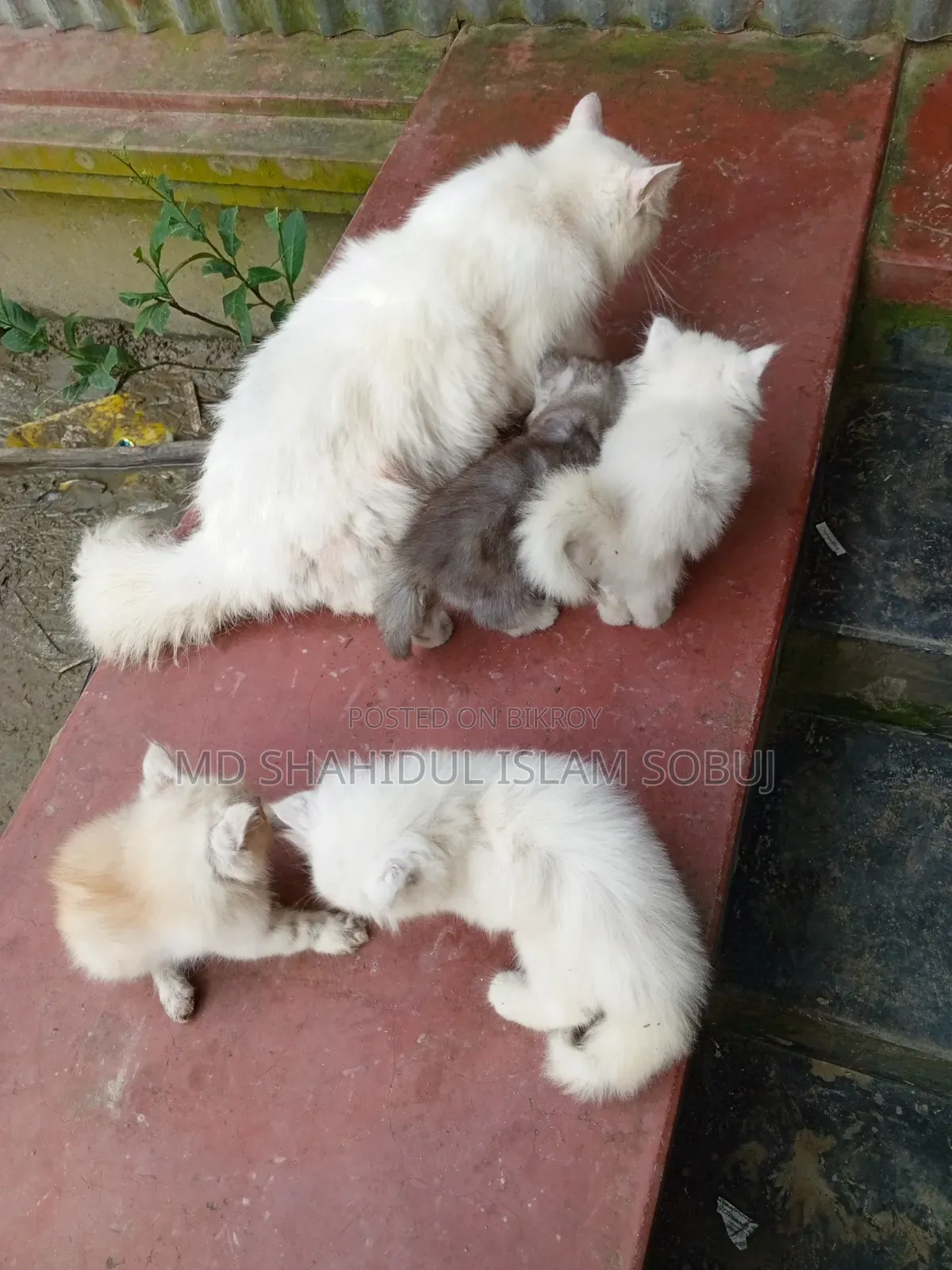 1-3 months Female Purebred Persian