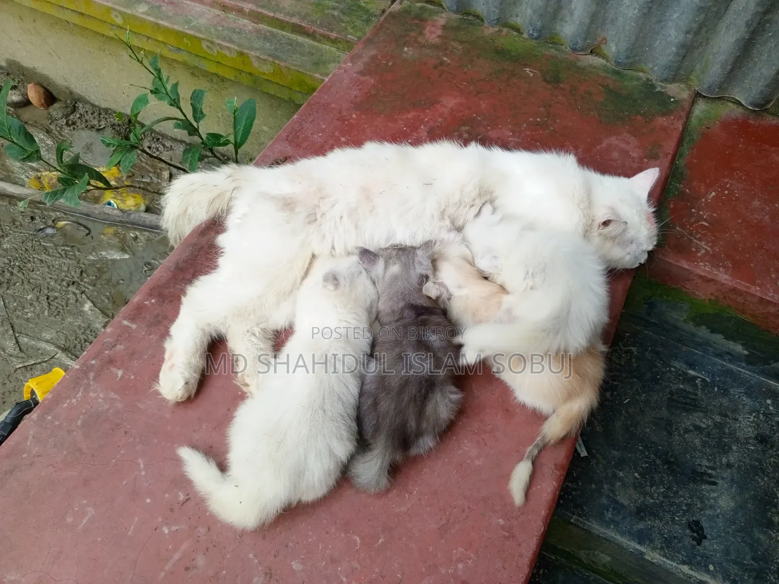 1-3 months Female Purebred Persian
