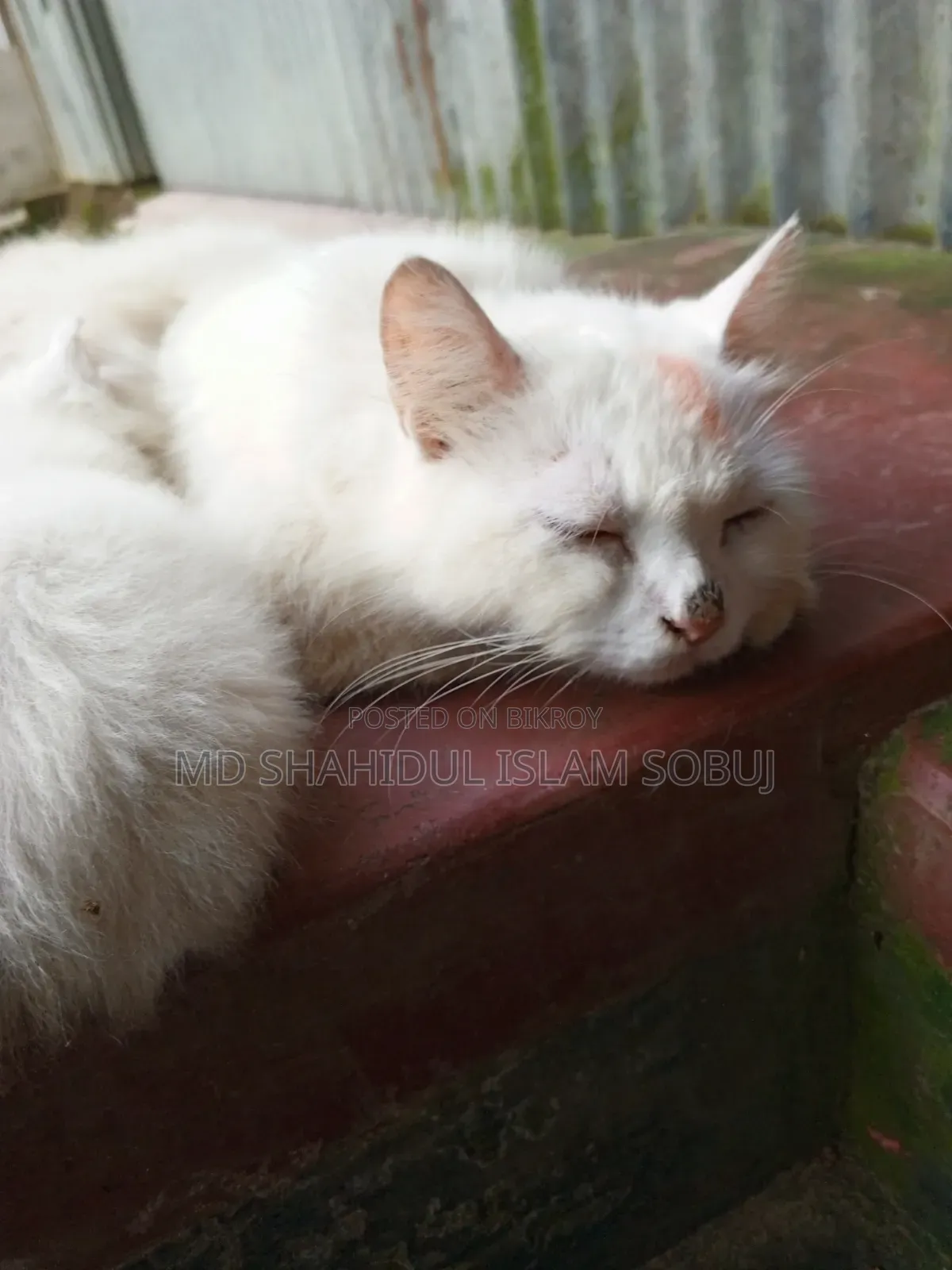 1-3 months Female Purebred Persian