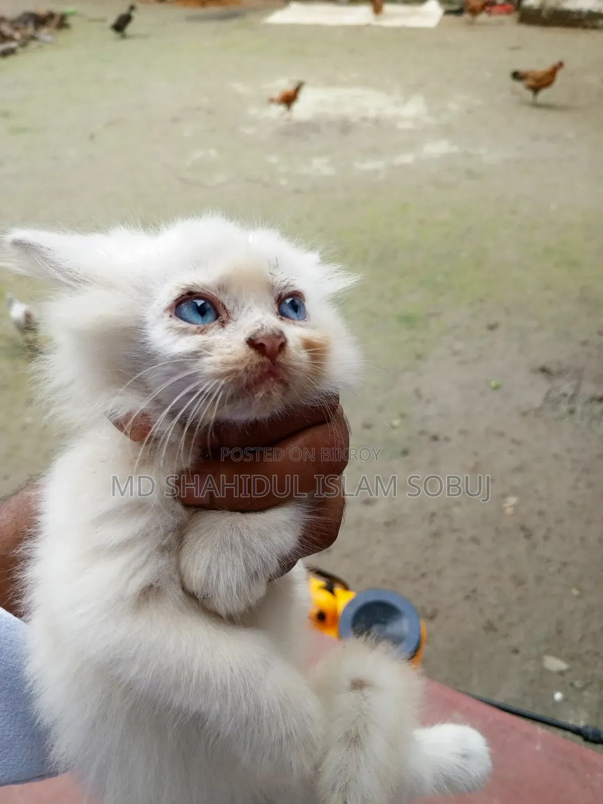 1-3 months Female Purebred Persian