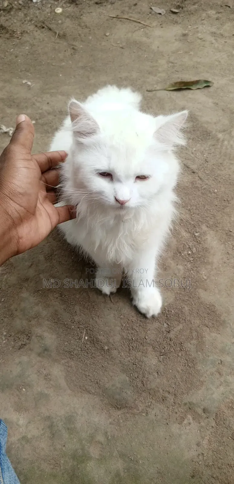 1-3 months Female Purebred Persian