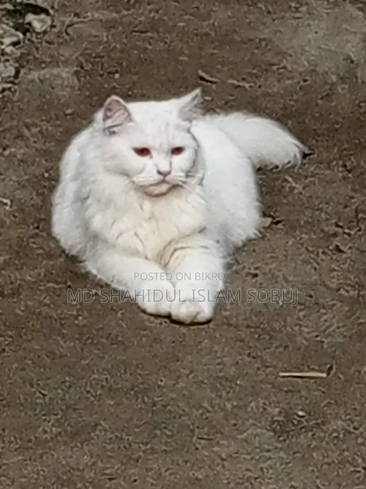1-3 months Female Purebred Persian