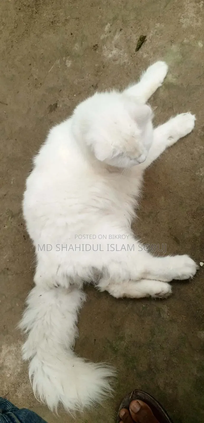 1-3 months Female Purebred Persian